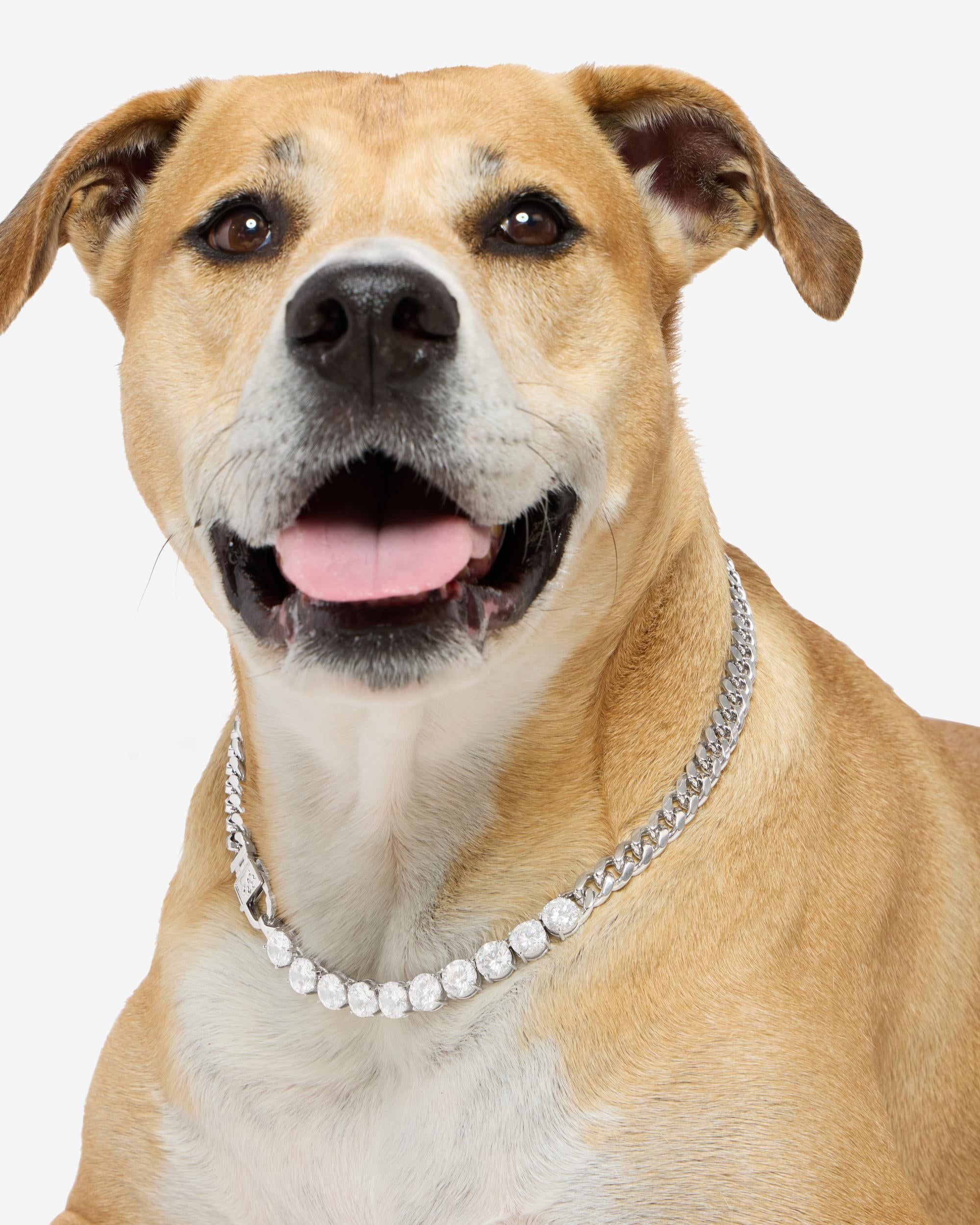 Thor Loves Diamonds Pet Necklace - Silver|White Diamondettes